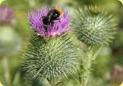 eine Distel mit Hummel