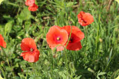 Klatschmohn