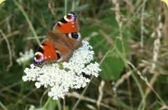 Ein Schmetterling